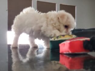 Cute Little Maltese Puppy