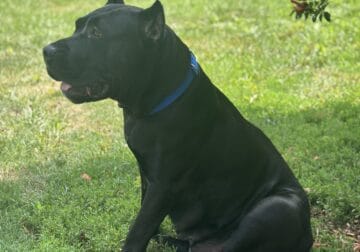 Purebred Presa Canario Puppies