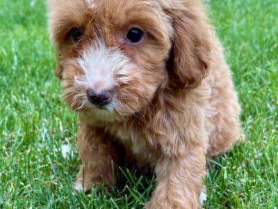 Miniature golden doodle puppies