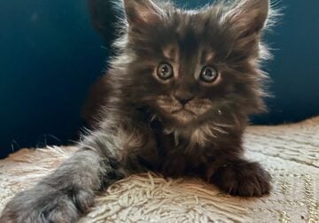 European Maine Coon kittens