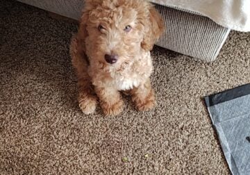 Poodle puppy for sale
