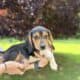Beagle Puppies