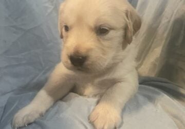 AKC Golden Retrievers