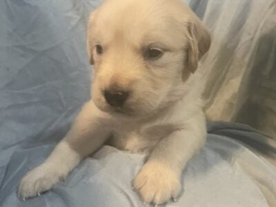 AKC Golden Retrievers