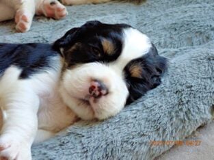 English Springer Spaniel puppies for sale