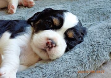 English Springer Spaniel puppies for sale