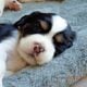 English Springer Spaniel puppies for sale