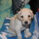 AKC Poodle Pups