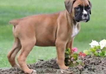 Female AKC