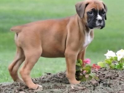 Female AKC