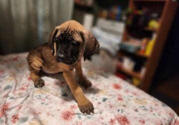 Cane corso pups ready now