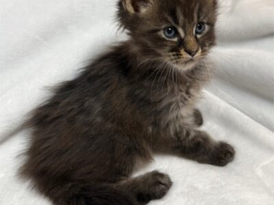 Tica Maine Coon kittens