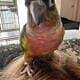 green cheek conure