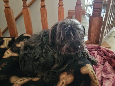 Small female chorkie Bella