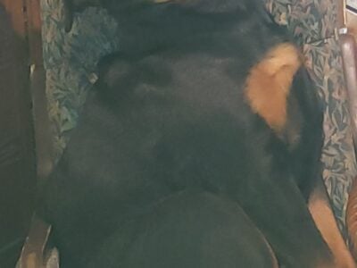 German Rottweiler X Livestock Guardian Dog pups