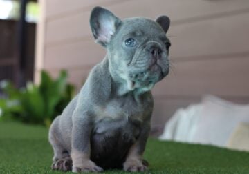Lilac French Bulldog