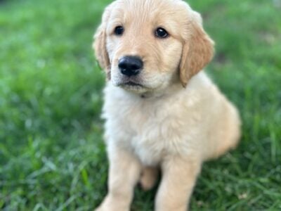 Golden Retriever Puppies