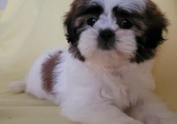 Shih tzu puppies