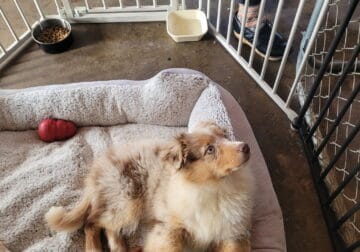 Female Red merle Australian Shephered