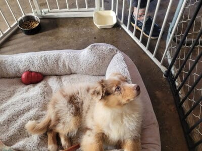 Female Red merle Australian Shephered