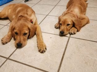 Sweet and Petite Golden Retriever Female