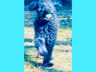 Sweet Goldendoodle Seeking Furrever Home!