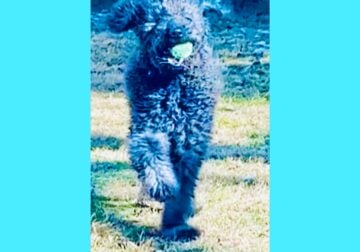Sweet Goldendoodle Seeking Furrever Home!