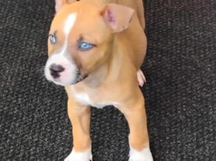 Loving 8 week old puppies Husky/American Terrier
