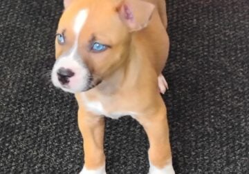 Husky/Pit bull (Pitski) puppy