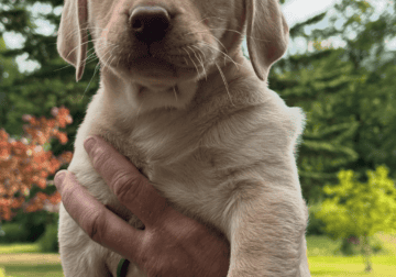 Lab puppies