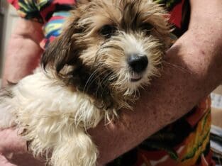Shorkie girl 1