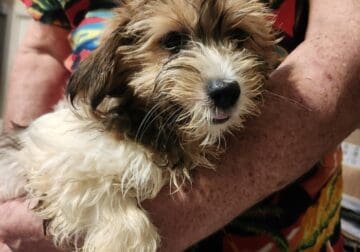 Shorkie girl 1