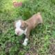 Beautiful Pitbull Puppies for Sale – Ready Soon!