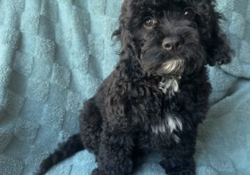 Cavapoo Boy