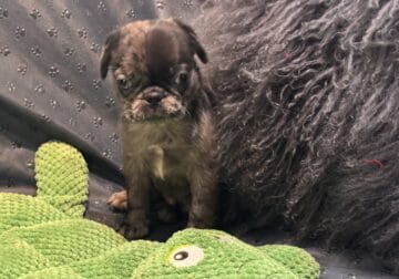 Merle Pugs