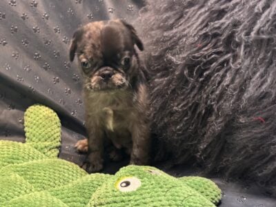 Merle Pugs