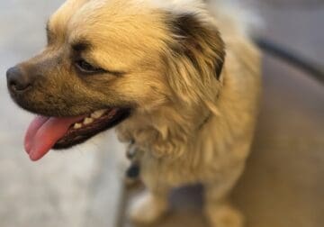 Free dog to a good home half Pug half Pomeranian