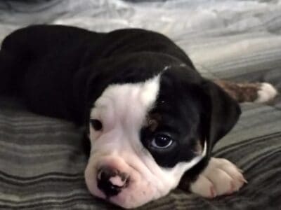 2 adorable olde English Bulldogs