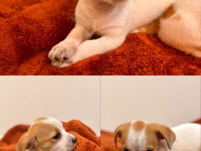 Puppy