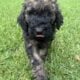 CKC GOLDENDOODLES