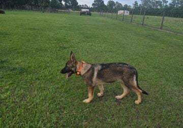 German shepherd pup DOB 1-10-25