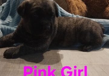 AKC Cane Corso Puppies