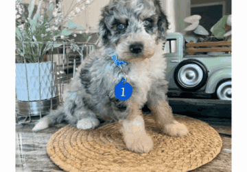 Aussiedoodles F1b