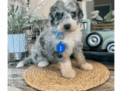 Aussiedoodles F1b