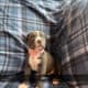 Blue Nose Pitts