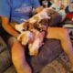 Litter of 8 basset hounds