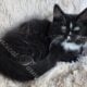 Gorgeous TICA Ragdoll Kittens DNA Health Tested