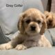Marie Lygate. Cocker Spaniel Darlings