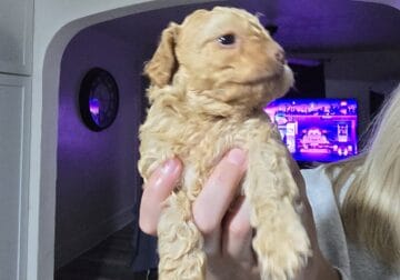 Shihpoo pups