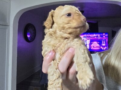 Shihpoo pups